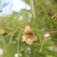 Stereospermum tetragonum DC.